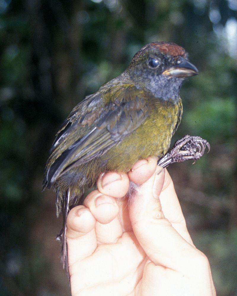 ����ȸ����ͼƬ