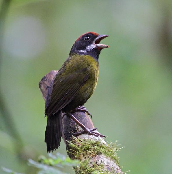 ����ȸ��