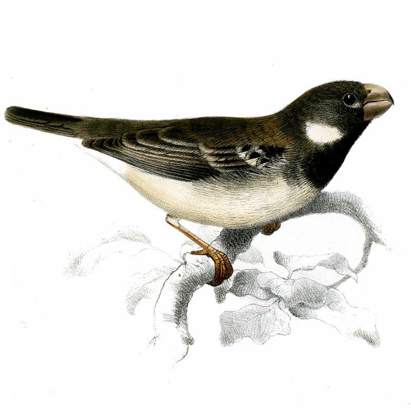 ����ʳ��ȸ��ͼƬ