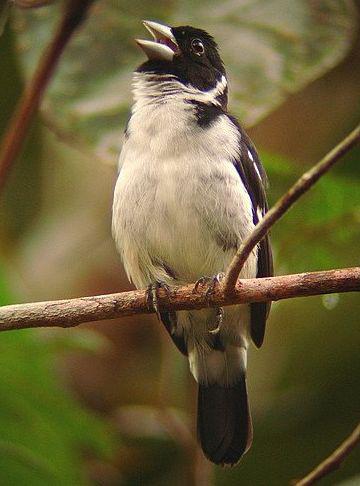 ������ȸ��