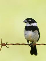 ����ʳ��ȸ