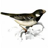 ����ʳ��ȸ