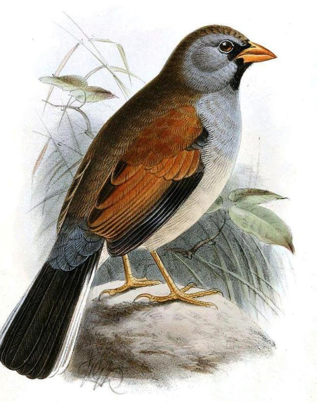 印加雀属 印加雀属的图片