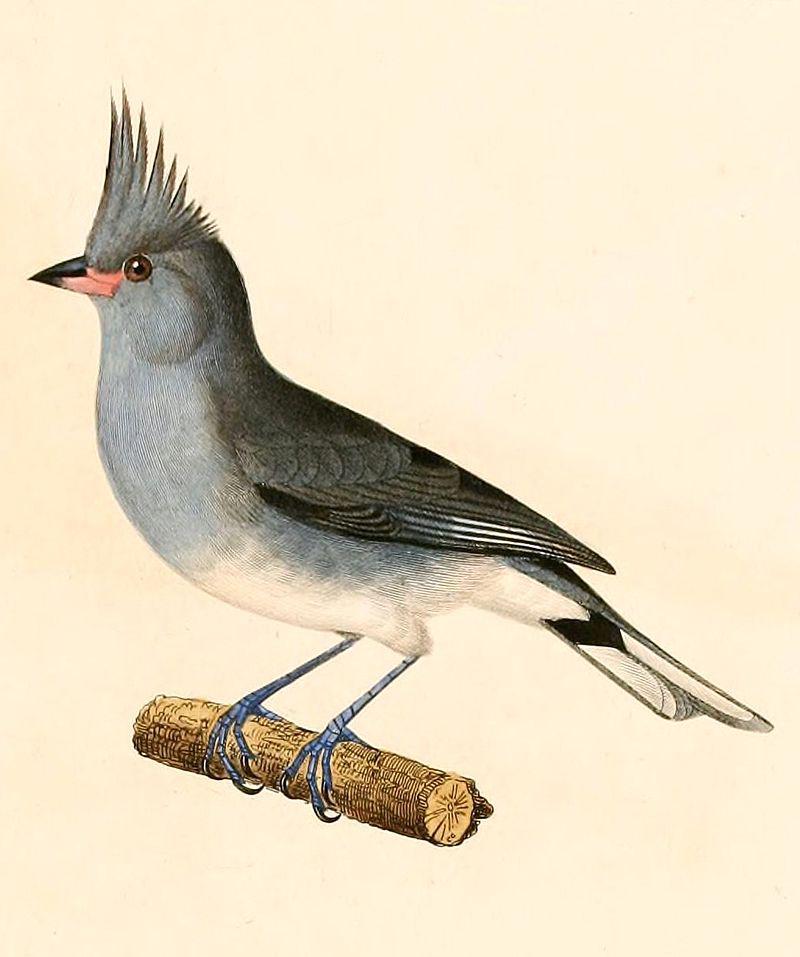 黑冠雀鹀属 黑冠雀鹀属的图片