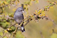 �ڹ�ȸ�c��