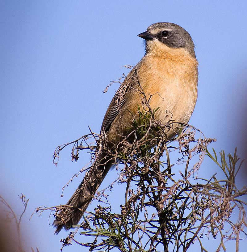 长尾芦雀 长尾芦雀的图片