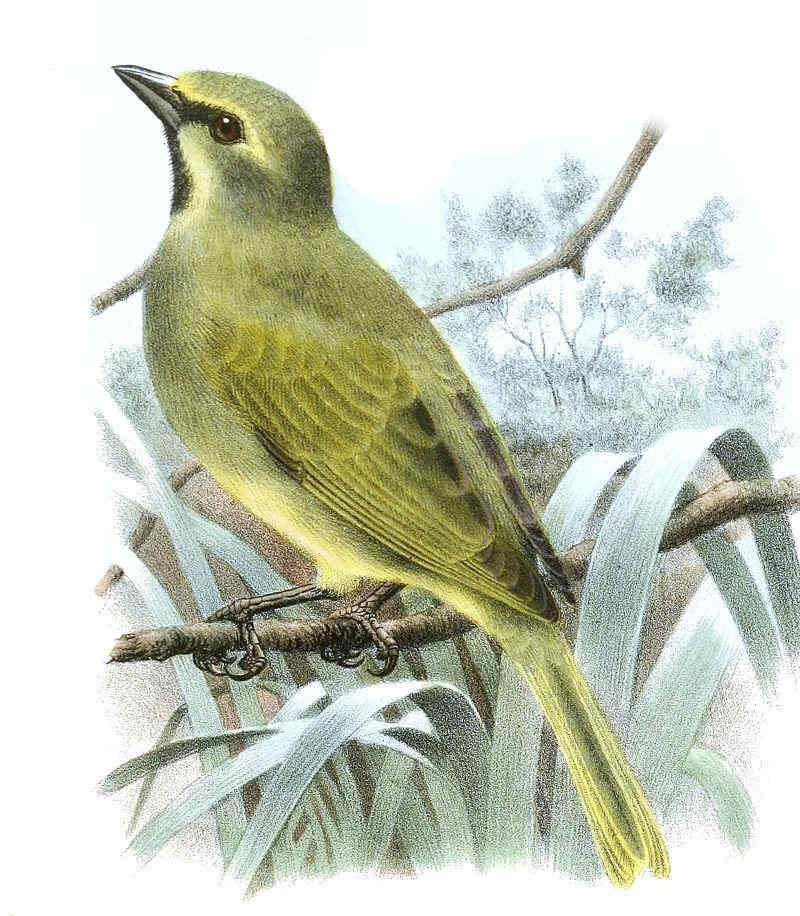 高夫岛雀属 高夫岛雀属的图片