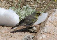 �ں�ȸ�c��