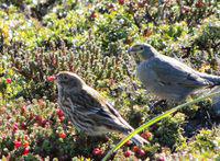 �ں�ȸ�c��