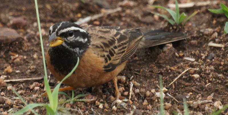 朱胸鹀 朱胸鹀的图片