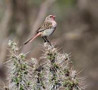 ���c����ͼƬ