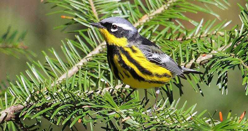 ������ݺ��ͼƬ