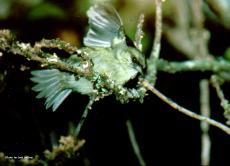 ��������ľȸ��ͼƬ