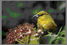 夏威夷绿雀 夏威夷绿雀的图片