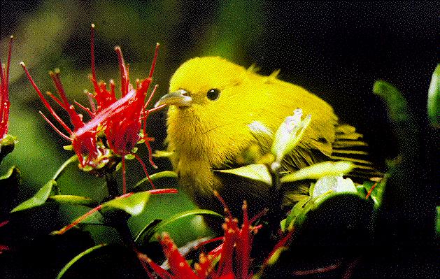 С��ȸ��ͼƬ