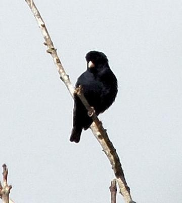 双斑维达鸟 双斑维达鸟的图片