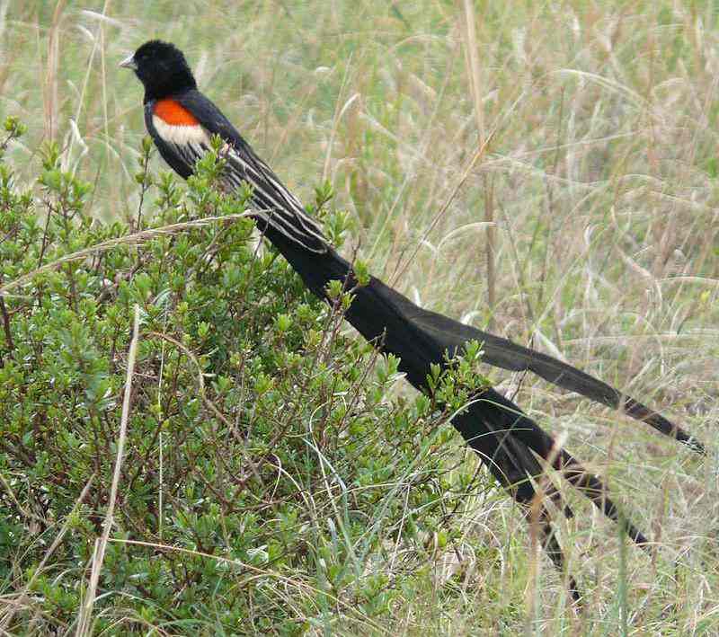 长尾巧织雀 长尾巧织雀的图片