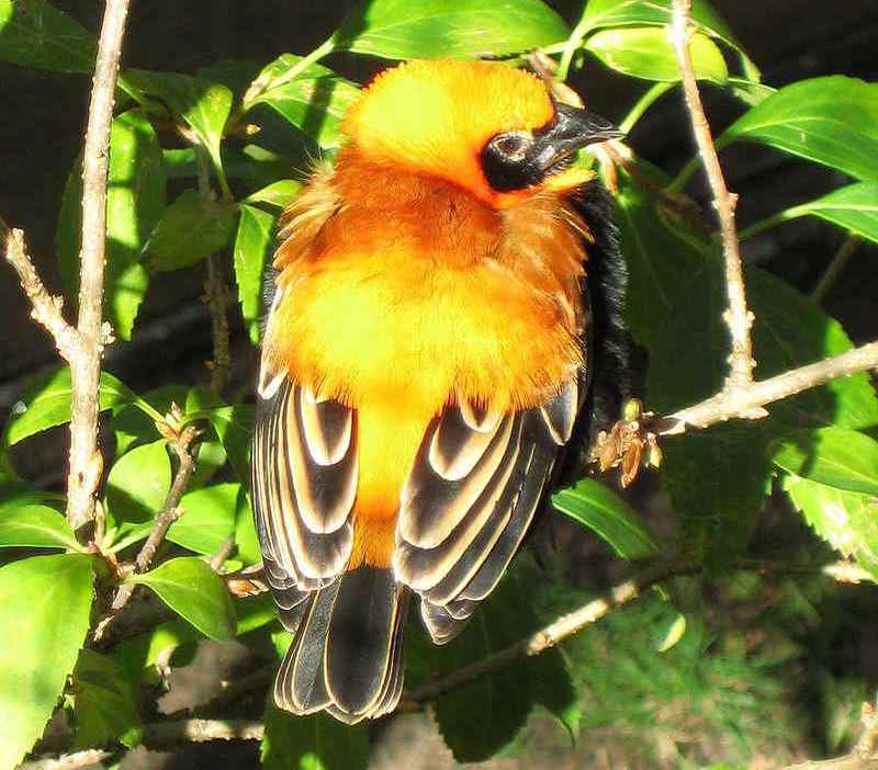 �ڳ���֯ȸ��ͼƬ