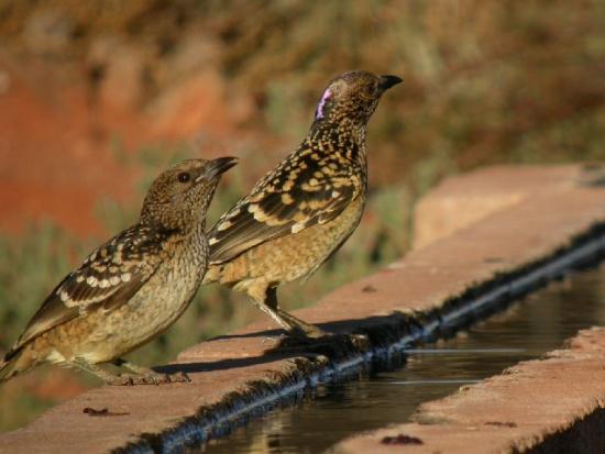 ����ͤ��