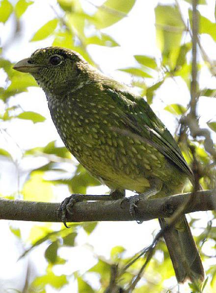 ��ɫ԰�����ͼƬ