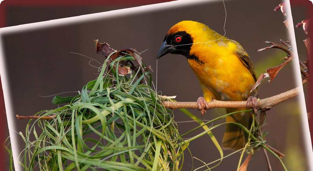 ��ɫ԰����