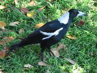 钟鹊 钟鹊的图片