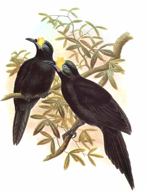 长尾肉垂风鸟 长尾肉垂风鸟的图片