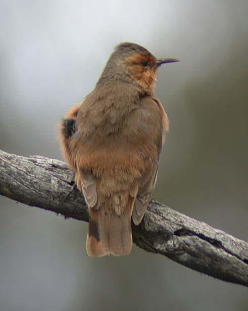 棕短嘴旋木雀 棕短嘴旋木雀的图片