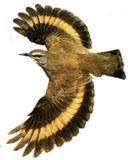 白眉短嘴旋木雀 白眉短嘴旋木雀的图片