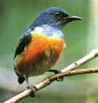 �ȸ��Ļ���