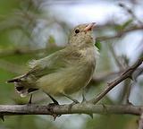 �����Ļ���