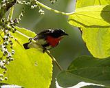 ��в�Ļ���