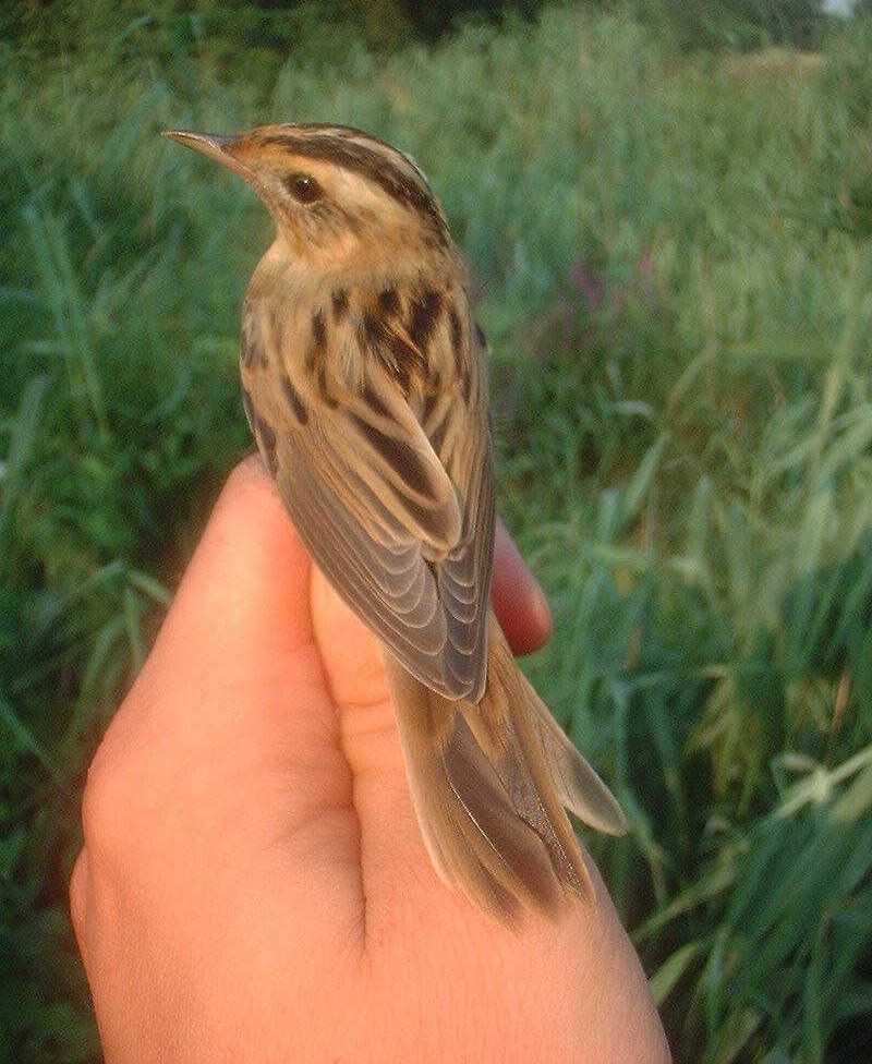 水栖苇莺 水栖苇莺的图片