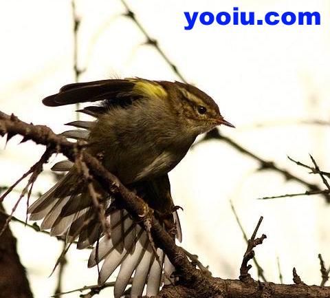 甘肃柳莺 甘肃柳莺的图片