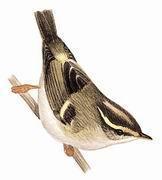 ������ݺ