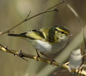 ������ݺ