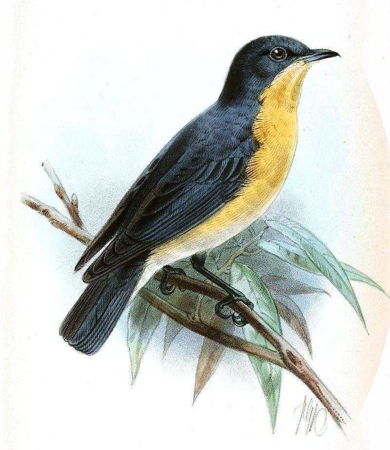 紫背丛莺 紫背丛莺的图片