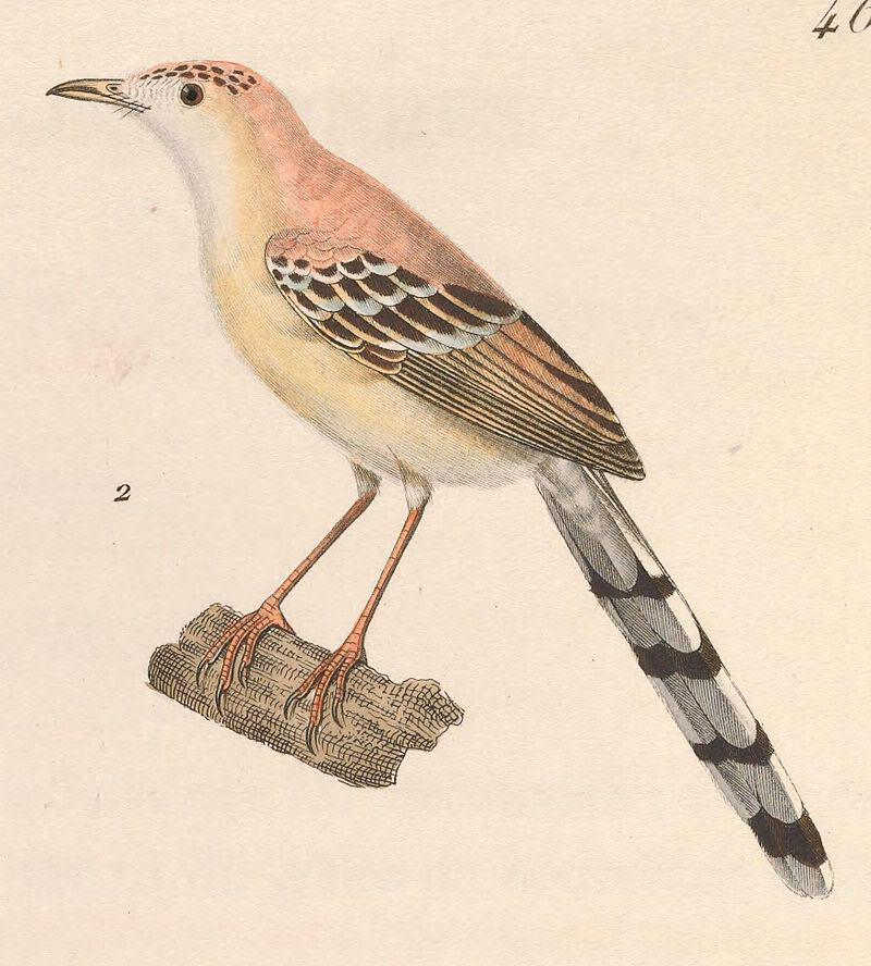 ����ݺ��ͼƬ