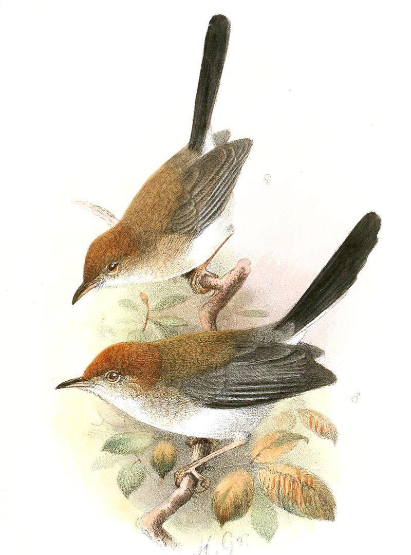 ϸβ��βݺ��ͼƬ