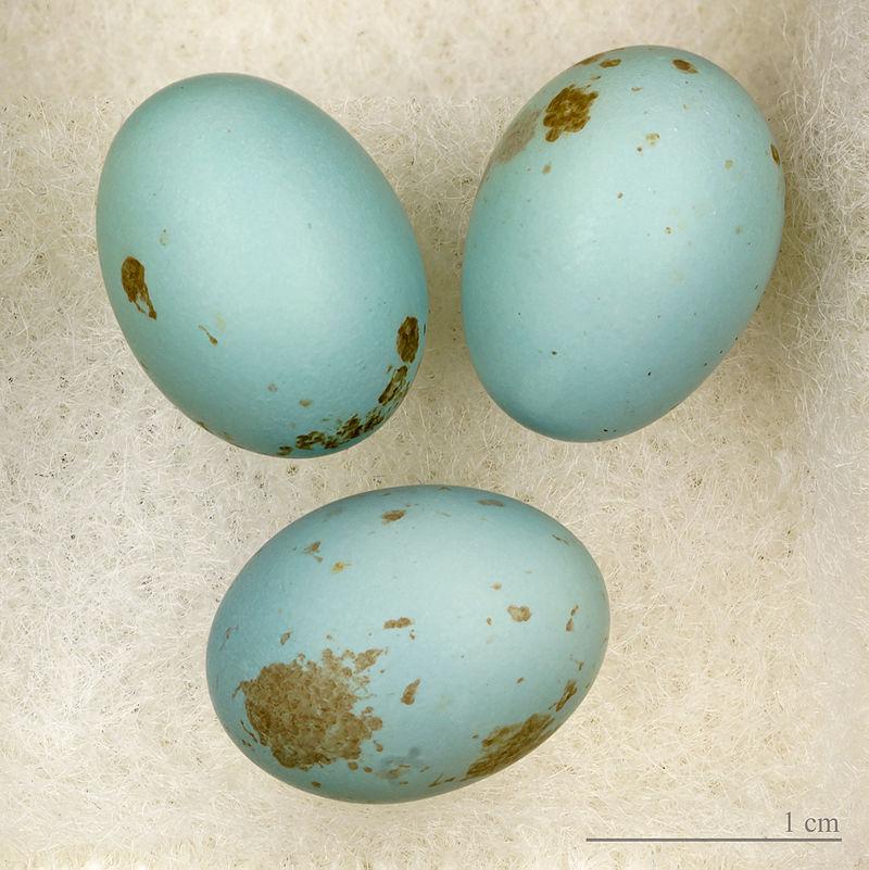 噪扇尾莺 噪扇尾莺的图片