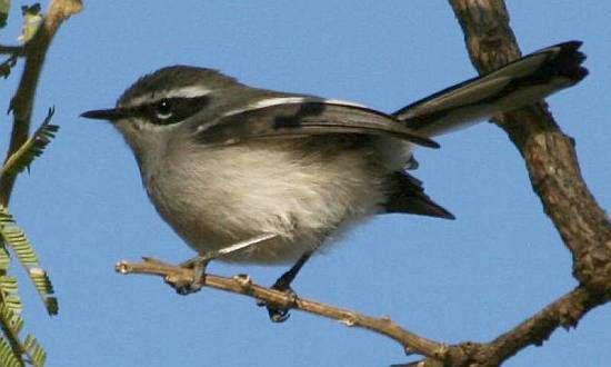 仙莺 仙莺的图片