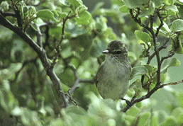 夏威夷苇莺 夏威夷苇莺的图片