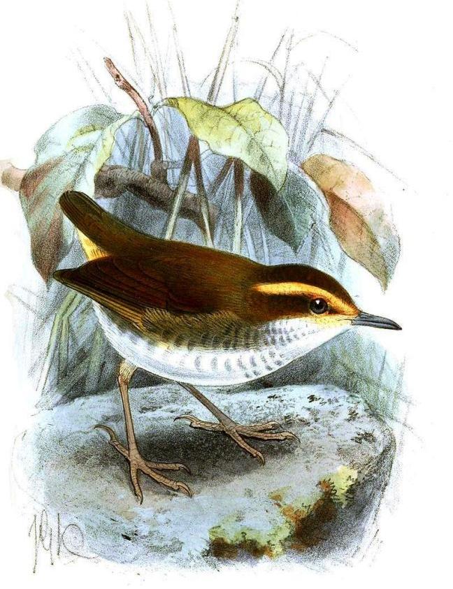 ӡ���βݺ��ͼƬ