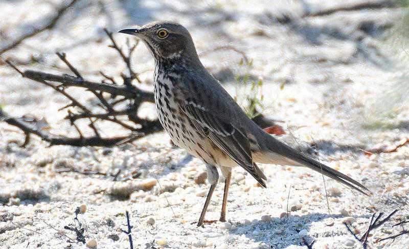 高山弯嘴嘲鸫 高山弯嘴嘲鸫的图片