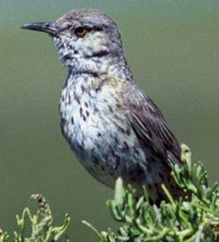 ��ɽ���쳰�