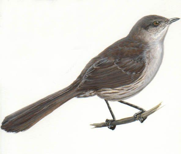 索科罗嘲鸫 索科罗嘲鸫的图片