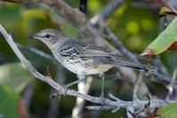 �͹���С���