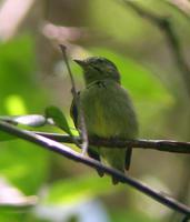侏霸娇鹟 侏霸娇鹟的图片