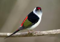 针尾娇鹟 针尾娇鹟的图片