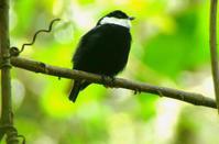 ���������콿�l